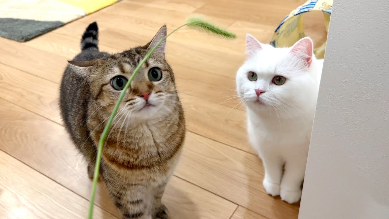 本物の猫じゃらしを猫に見せるのは危険です！