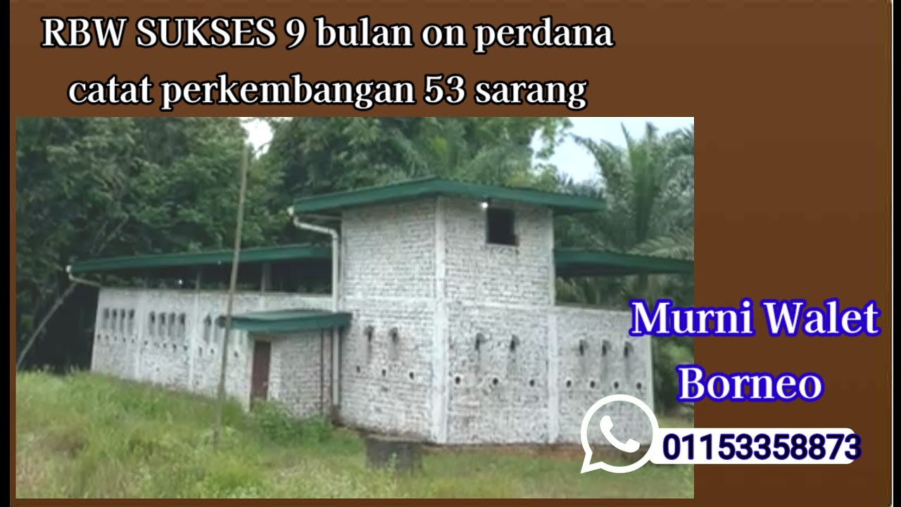 RBW SUKSES video kiriman owner 9 bulan on perdana catat 53 sarang