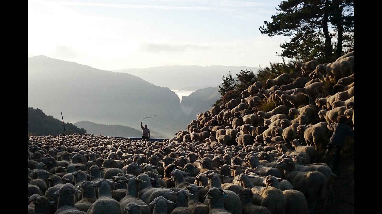 Transhumance dans les Alpes de Haute Provence