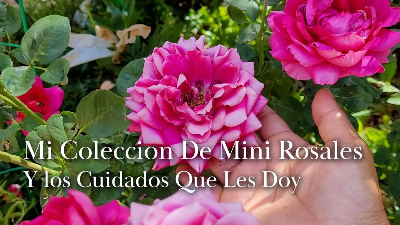 Mi Coleccion De Mini Rosales y los Cuidados Que Les Doy