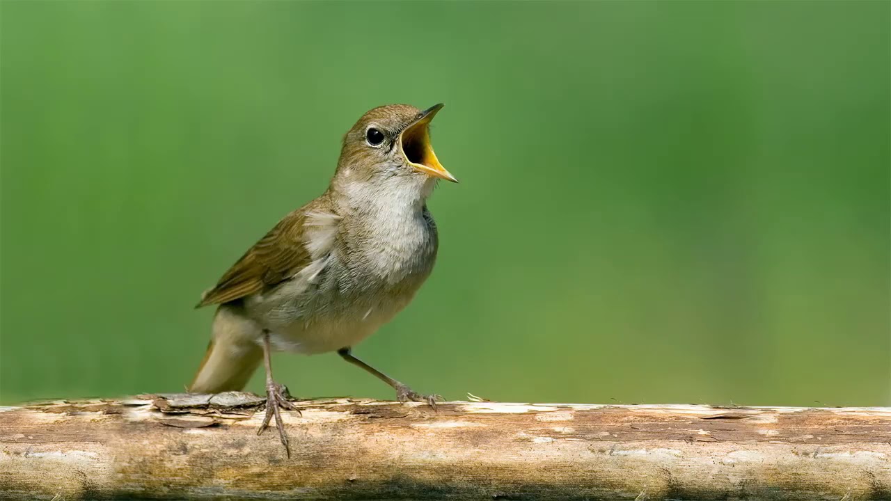 صوت مميز لعصفور الحمرة