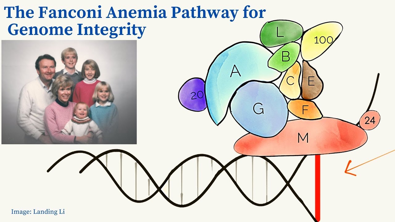 🧬 FANCONI ANEMIA MOLECULAR PATHWAY for  DNA 🧬 Damage  Repair | PRE 2017 INSIGHTS