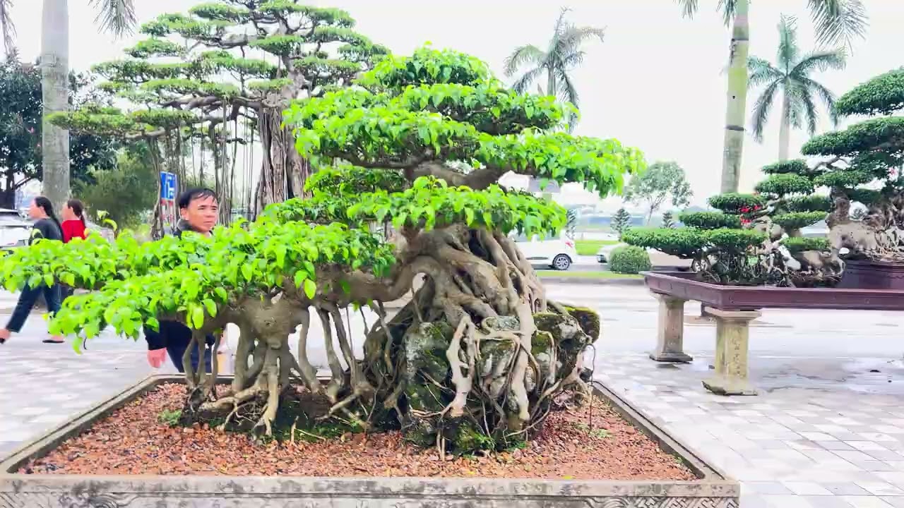 Cây siêu đẹp 