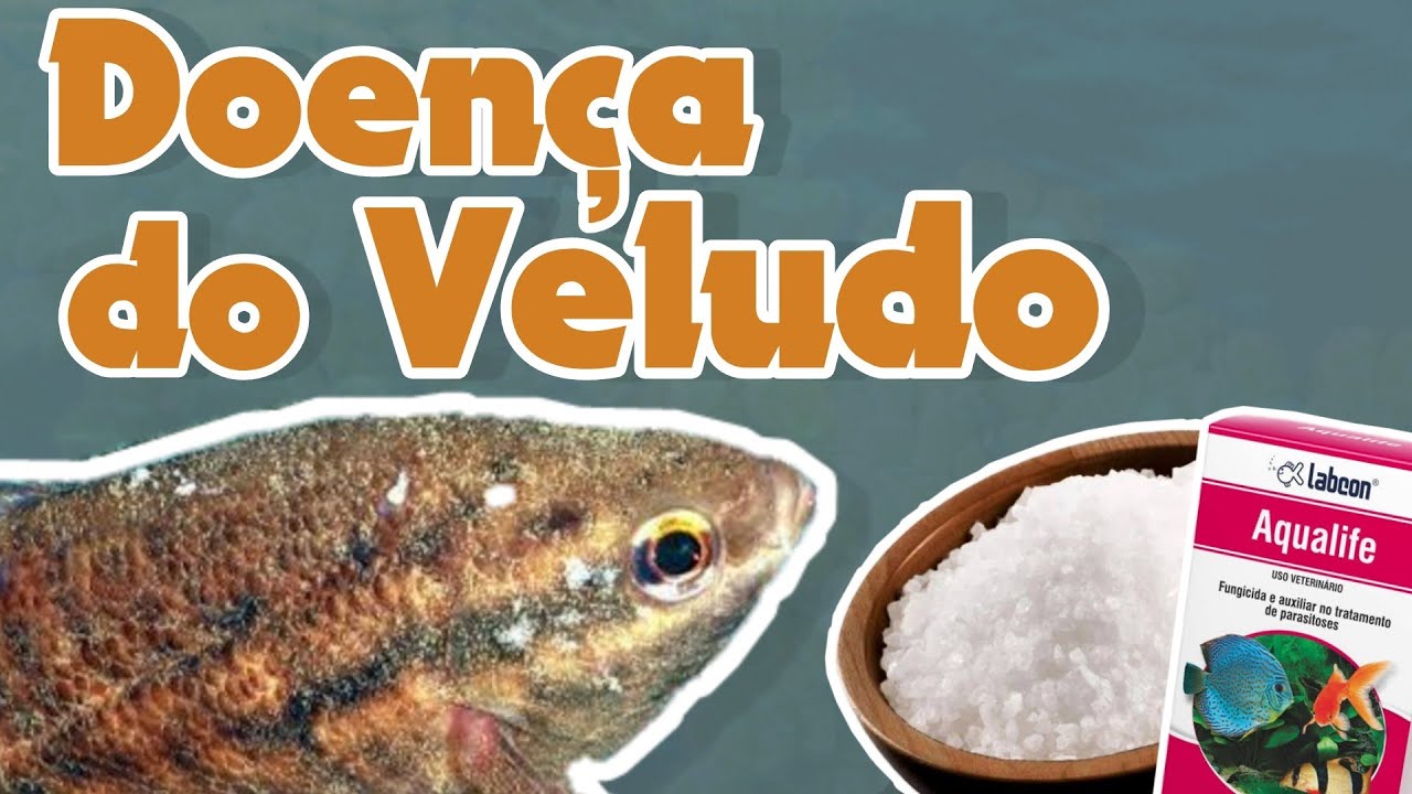 🐠🌿 Tudo Sobre a DOENÇA DO VELUDO | Manual do Aquarismo