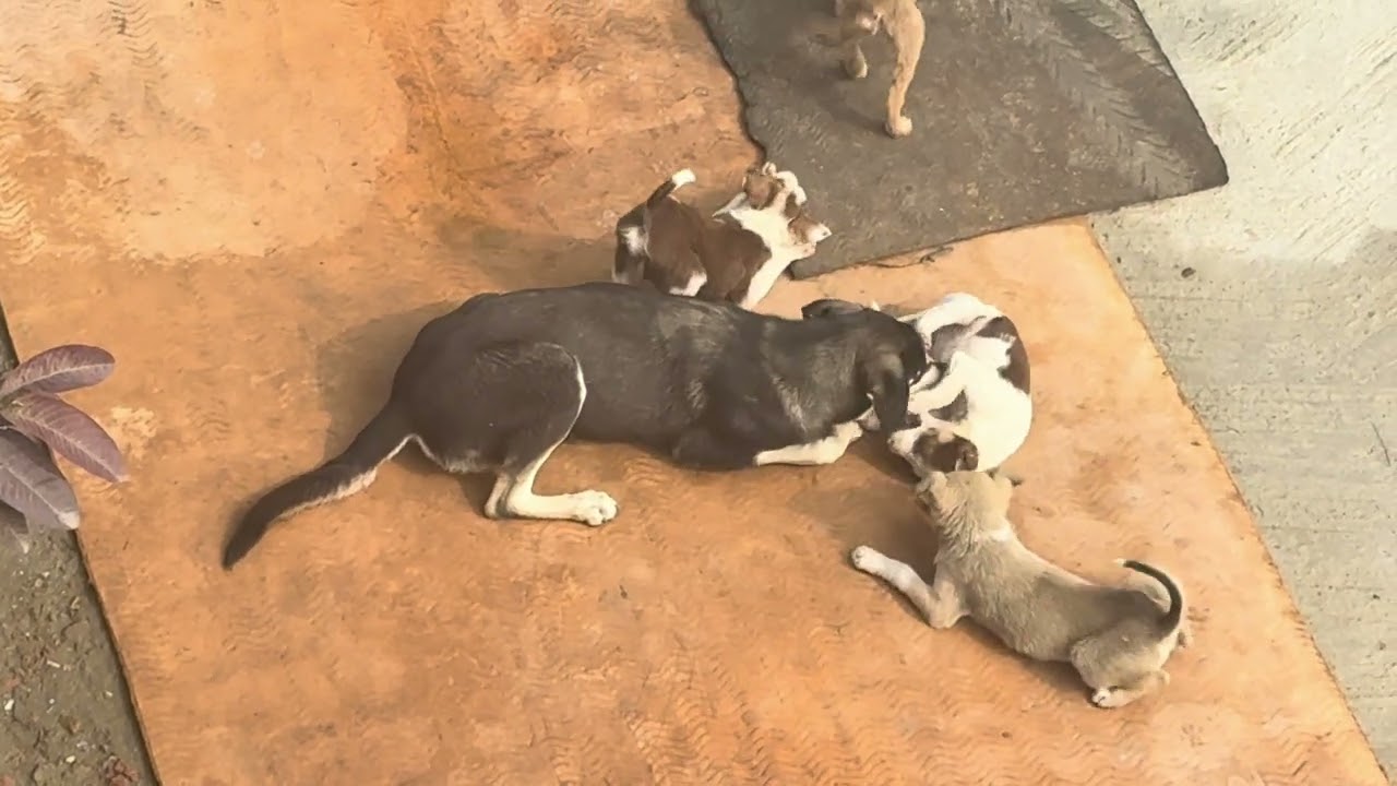 Bcho ka pyar 