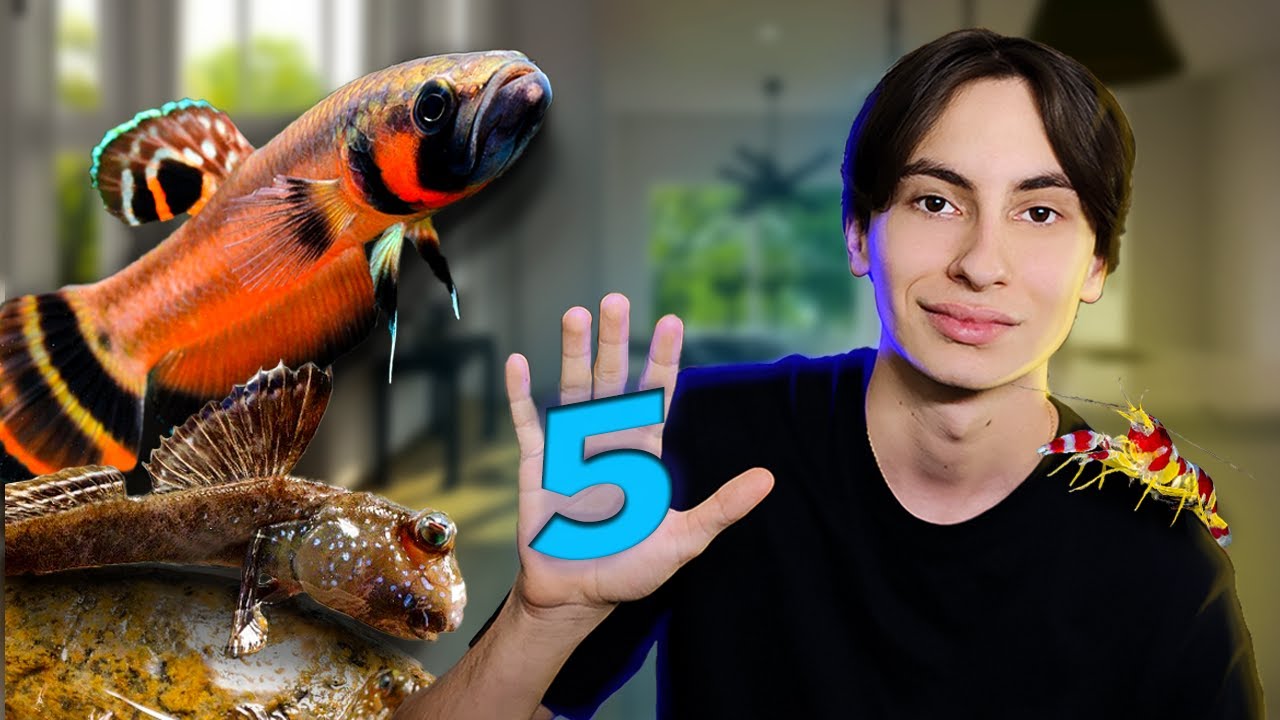 5 IDÉES D'AQUARIUM SOUS-CÔTÉS !