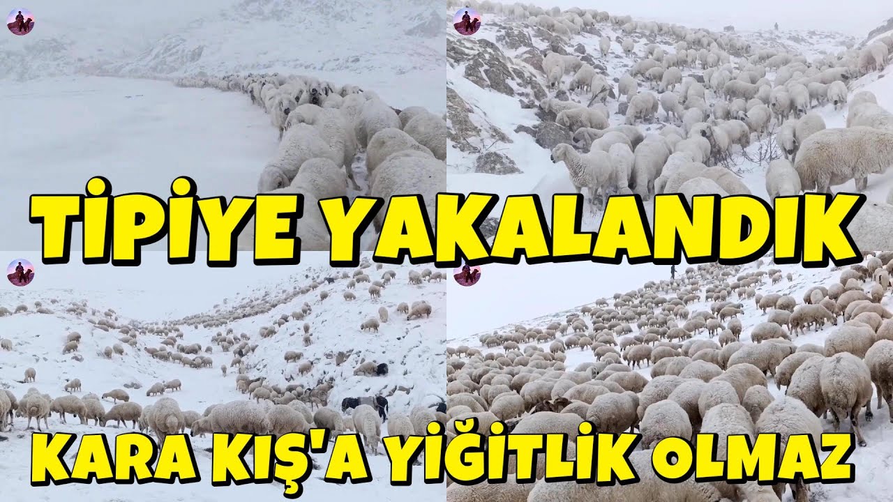 SERT KIŞ ŞARTLARI İLE MÜCADELE EDİYORUZ,KARA KIŞ'A YİĞİTLİK OLMAZ,TİPİYE YAKALANDIK