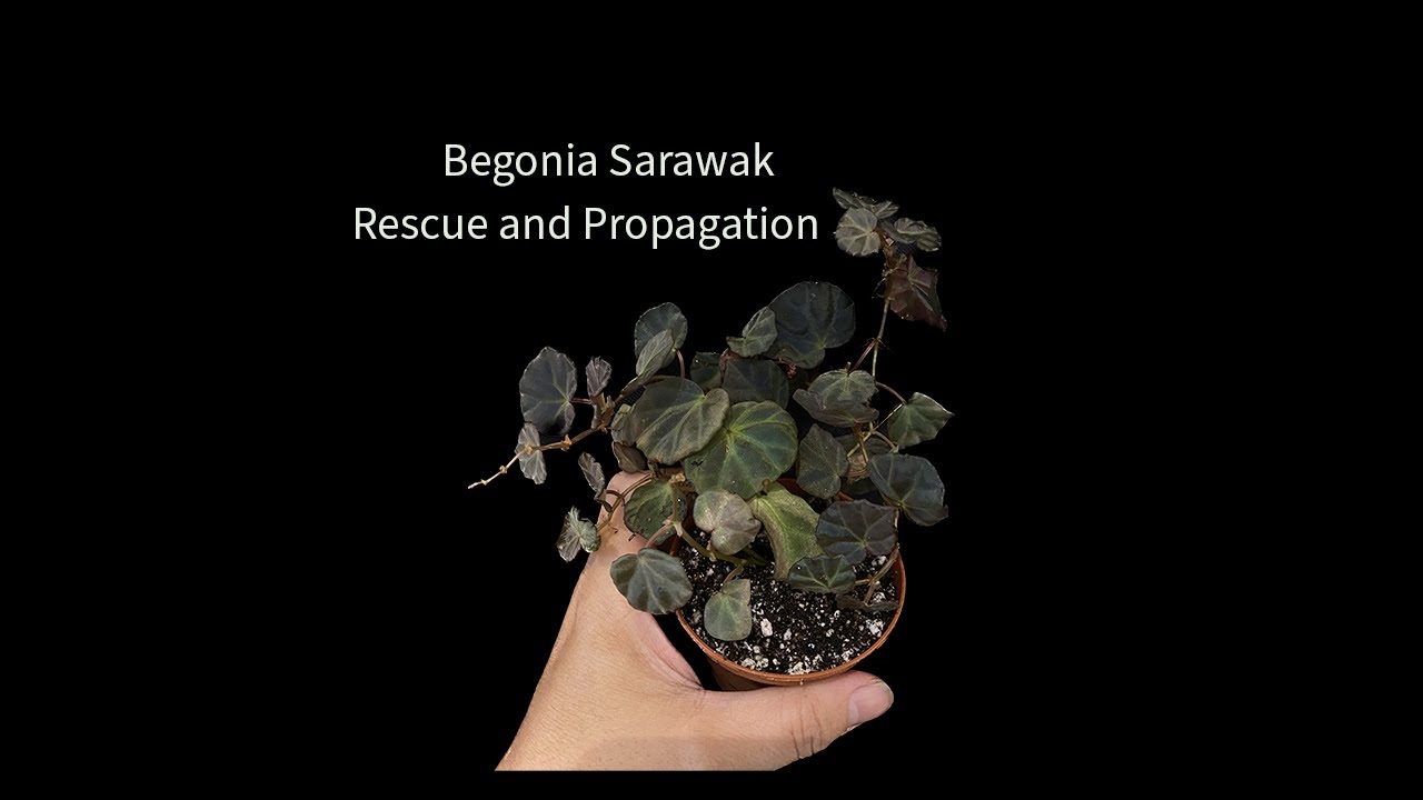 Propagating Begonia Sarawak