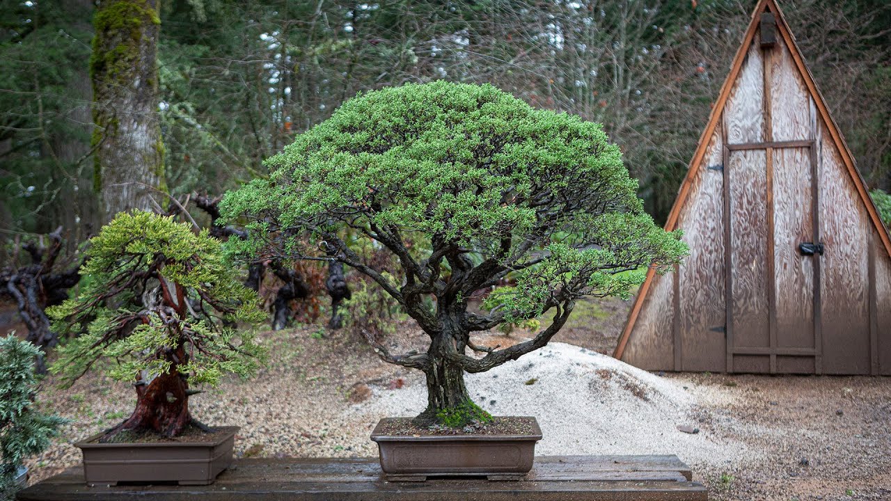 Repotting a Bonsai: Monterey Cypress