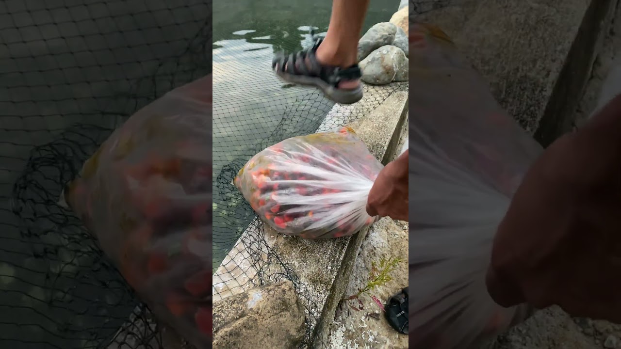 Diet ikan kelah #ikankelahmerah #fishing #mahseerfish