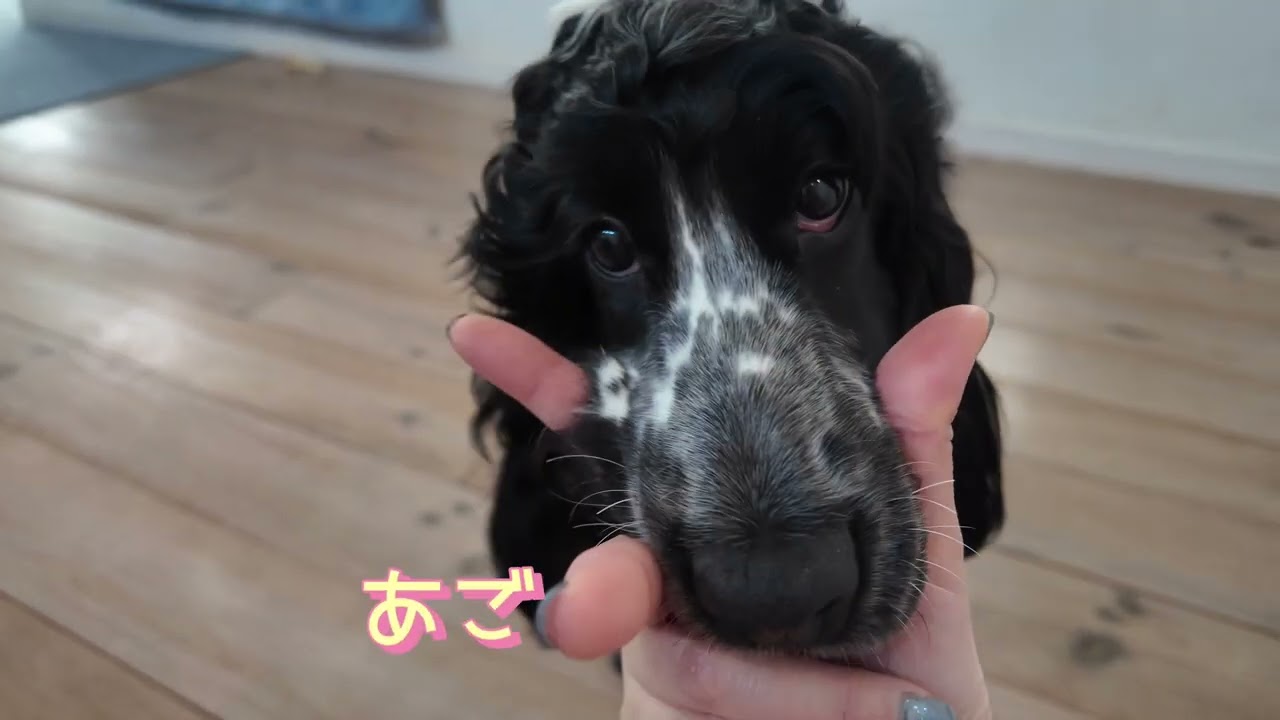 エゾ鹿肉を愛犬に焼いてあげました🍖E・コッカースパニエルのミカエルU^ェ^U