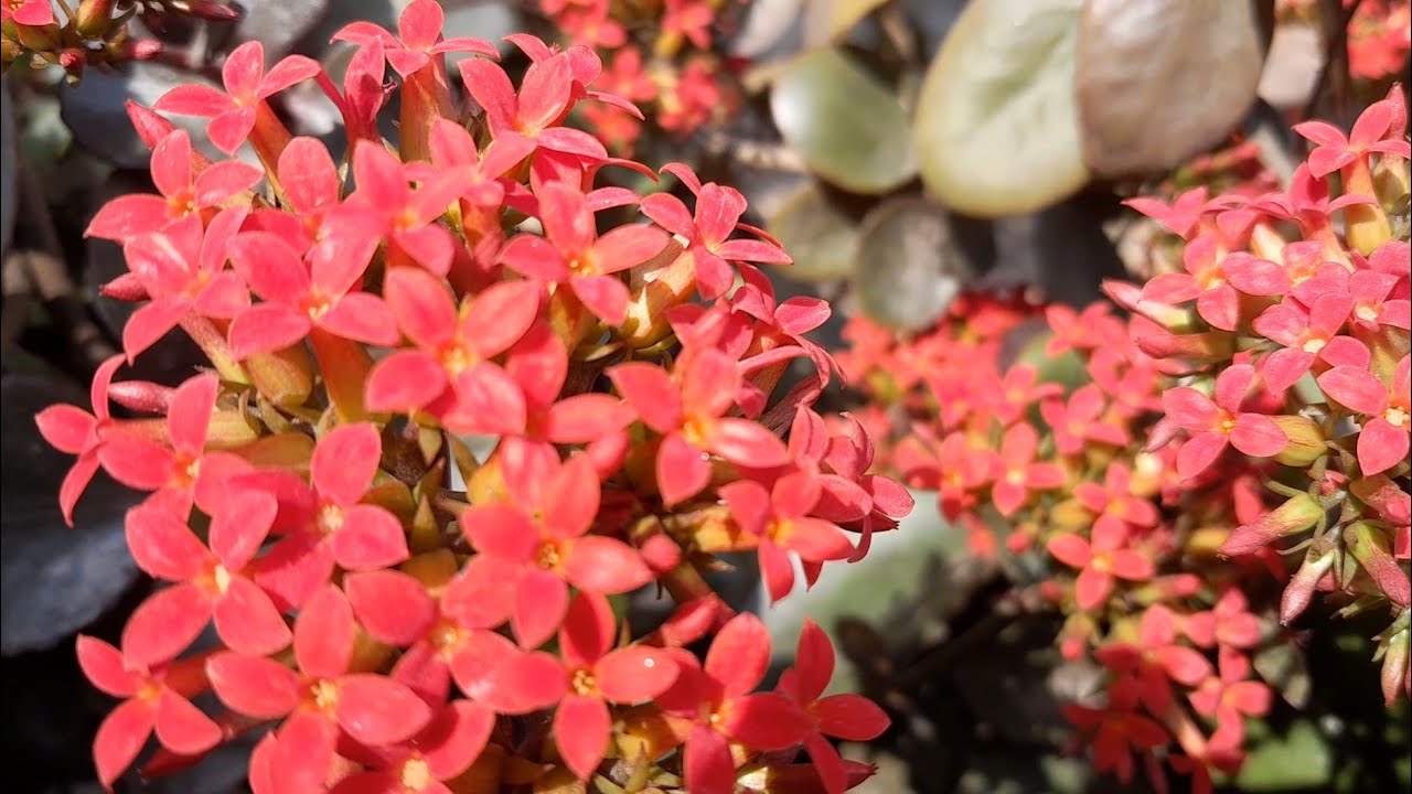 Desi varaiety kalancho plant banaye