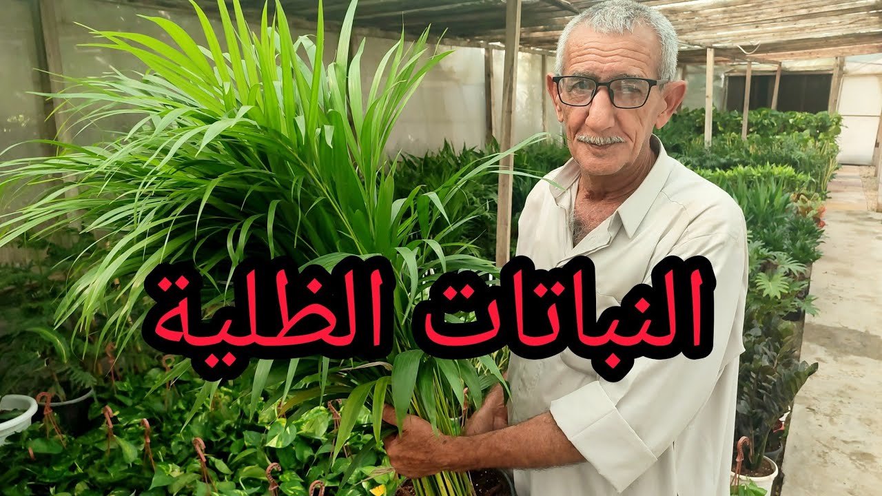 نباتات ظلية جميلة في مشتل بابل لهواة الزهور العراق 🇮🇶 بابل سيد عبيس الحطاب الحلة حي الجزائر