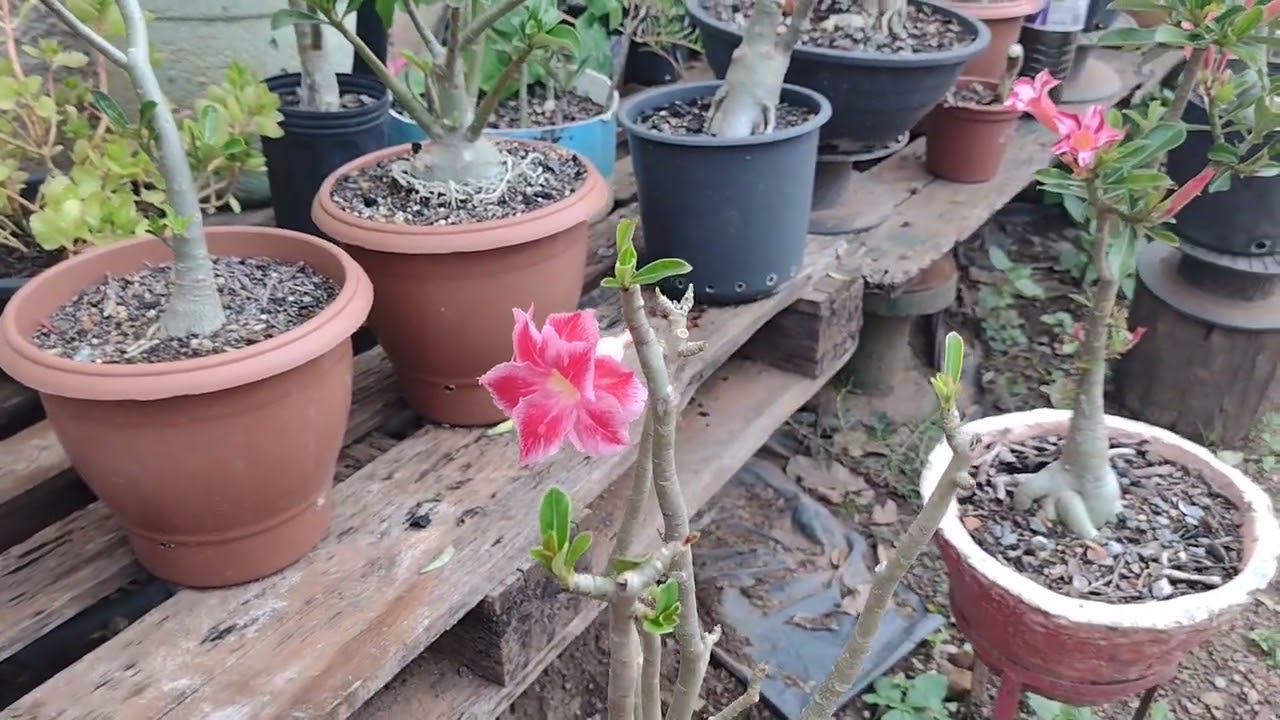 Meu lindo jardim 