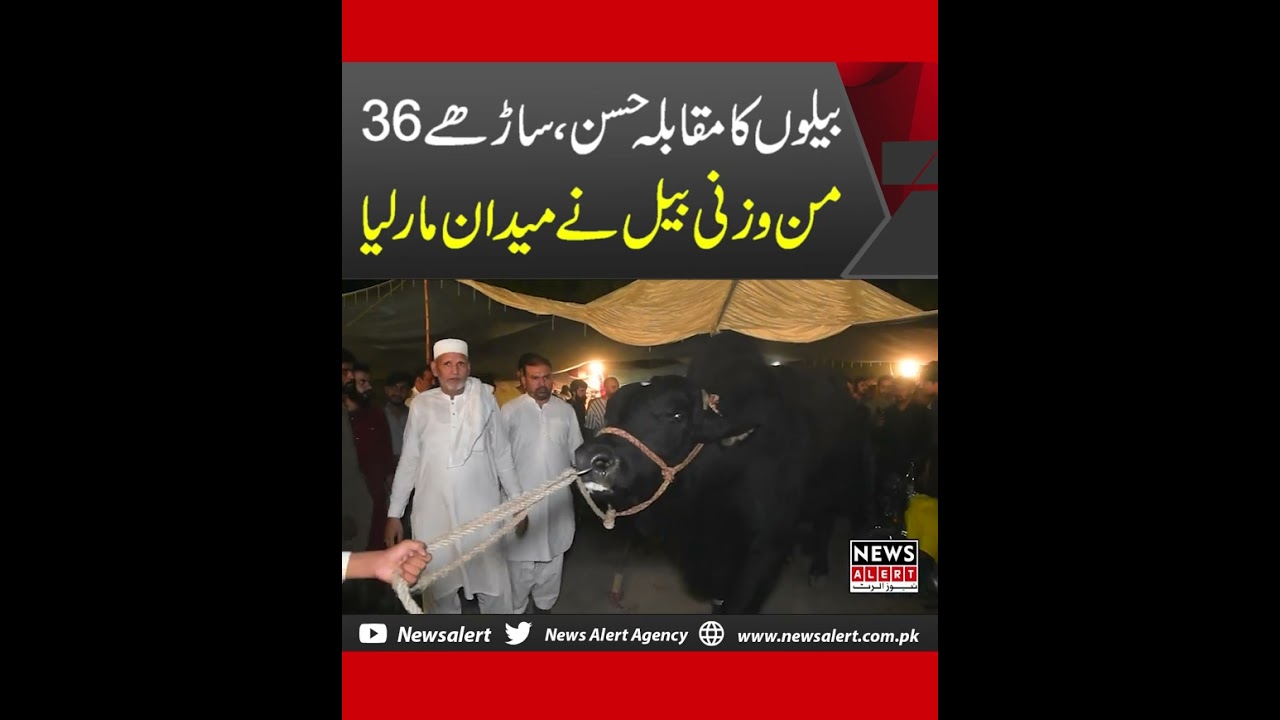 Beauty Contest of Bulls The 36 5 Maund Bull Won | News Alert #shorts #bull #competition #viral