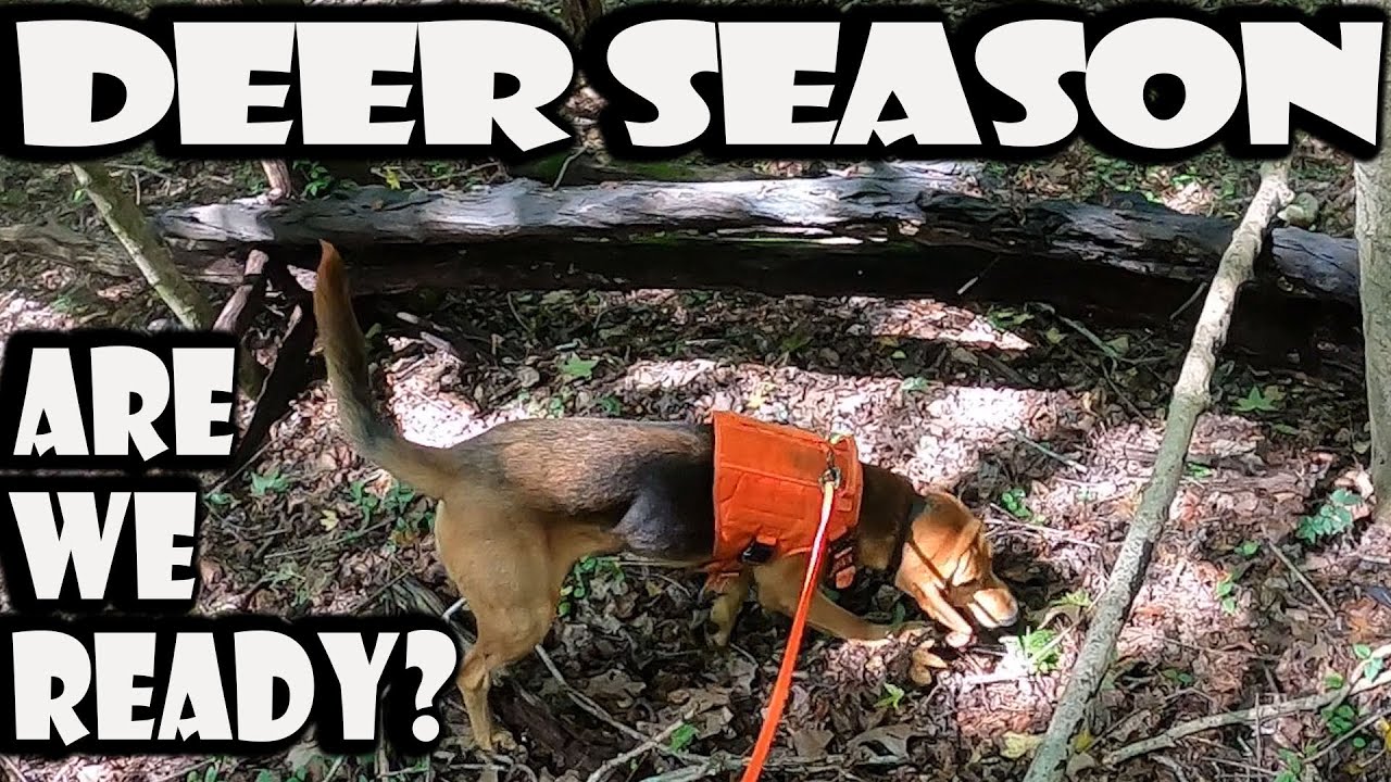 HOW FAR CAN MY BLOODHOUND TRACK WOUNDED DEER SCENT ???