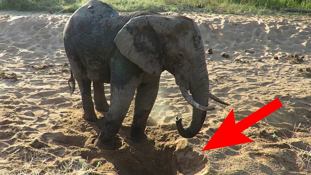 How Do African Bush Elephants Find Water Underground - Digging For Water Tale of the Trunk