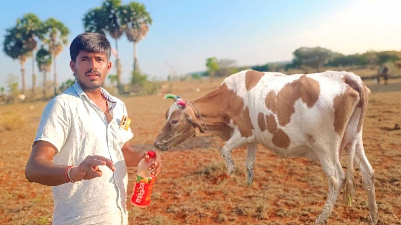 சத்தியமங்களம் அடர்ந்த காட்டுப்பகுதியில் 7 மாடுகள் வளர்க்கும் B.E பட்டதாரி இளைஞர் | SIva Arun Tv