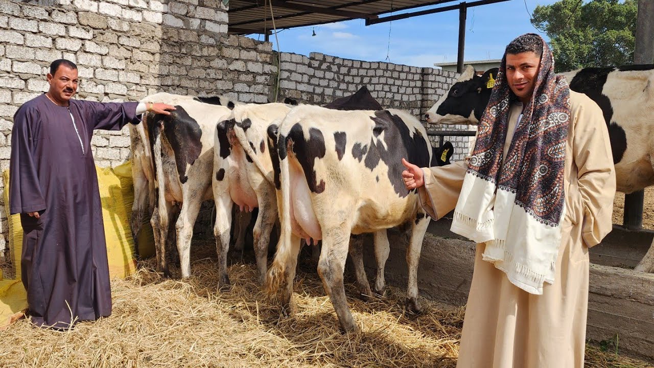 فرصتك الأوله والاخيره عجلات بكاره حديث الوالاده برخص التراب عند أكبر تجار هلشطين هنحلب على المباشر