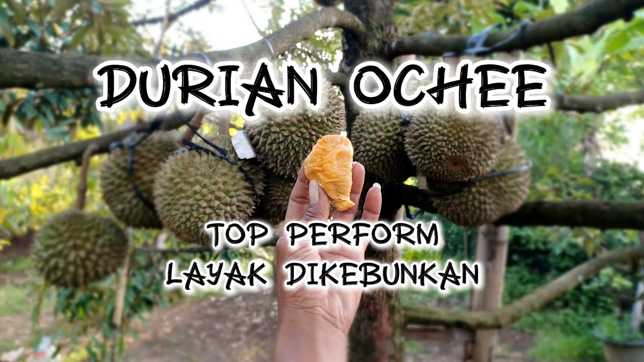 Durian Ochee Sangat Mengoda - Mudah Berbuah