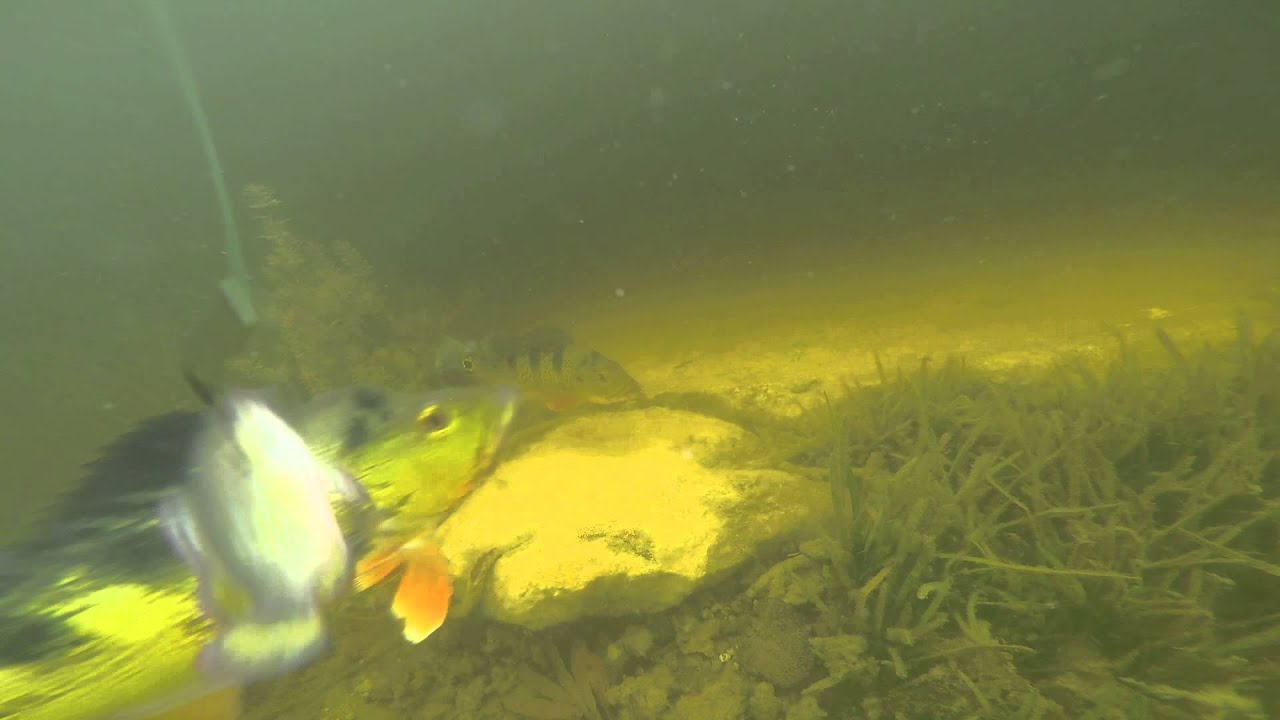 Peacock Bass Underwater Strike