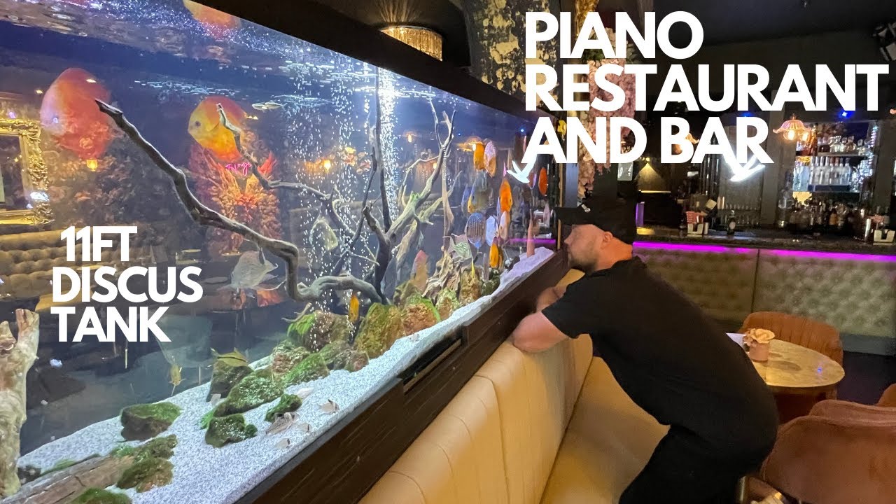 I VISIT THE PIANO RESTAURANT LDN 11FT DISCUS TANK PLUS SURPRISE ORDER FROM SIMS TROPICAL FISH