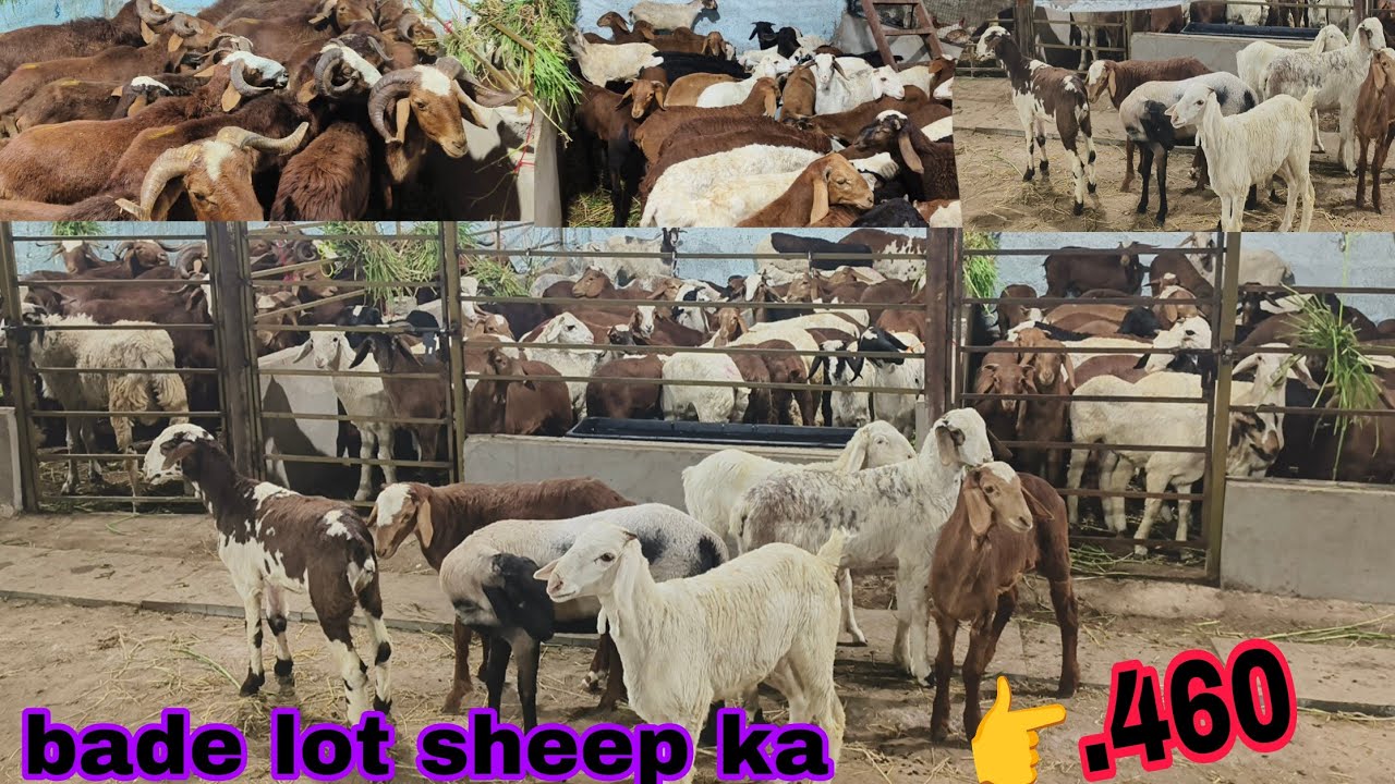 Multiple breed ke mendon ka lot hai Marchela sindhanur amingad sheeps hai available in Hyderabad 