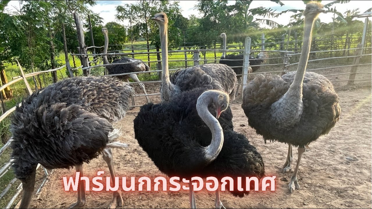 ฟาร์มนกกระจอกเทศ @บ.โจดฯ อ.พล จ.ขอนแก่น