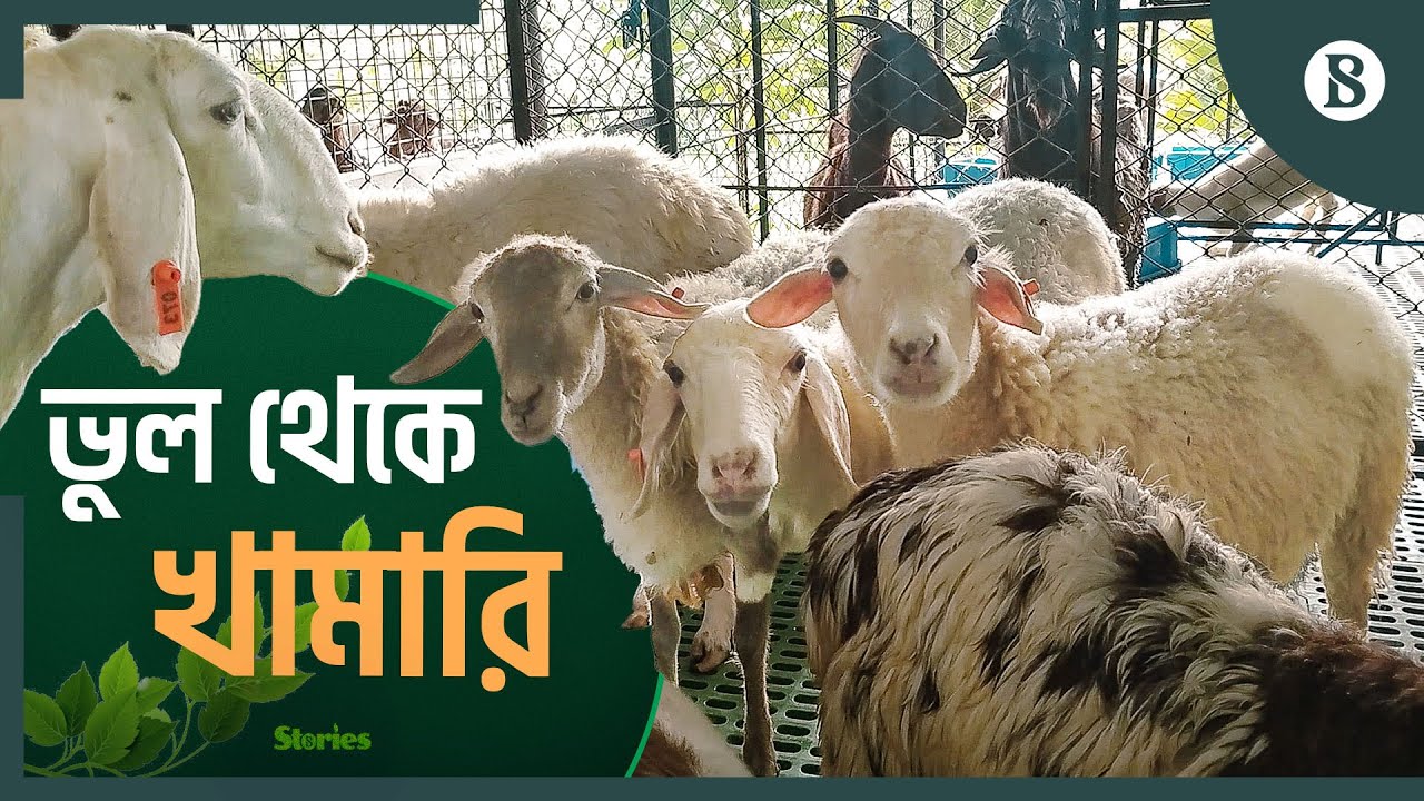 চট্টগ্রামের প্রথম দুম্বার খামারে বড় মুনাফা | Dumba Farming | Chattogram | The Business Standard