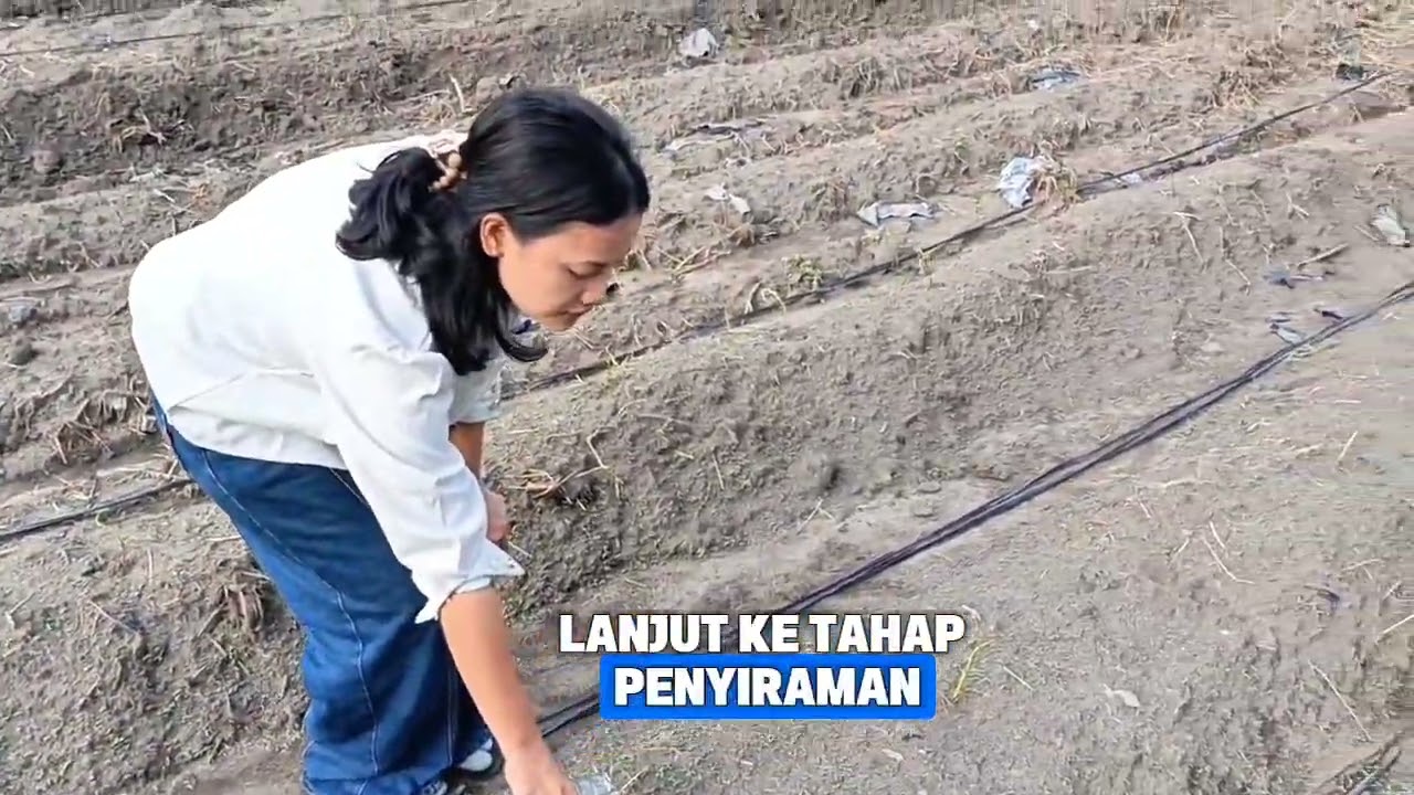 Sabar Wulan_Ubi Cilembu_Minggu ke-2
