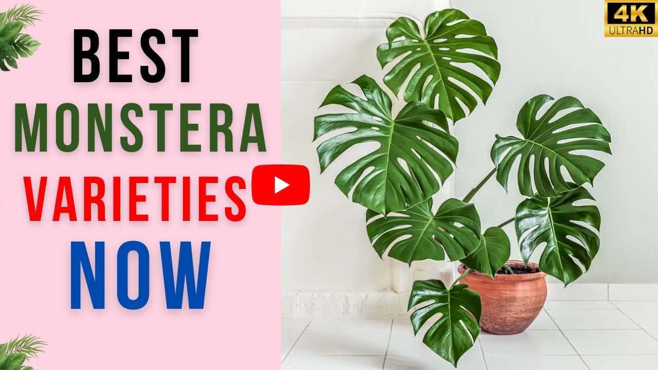 15 Trending Monstera Varieties With Care Tips | Monsteras Everyone Wants