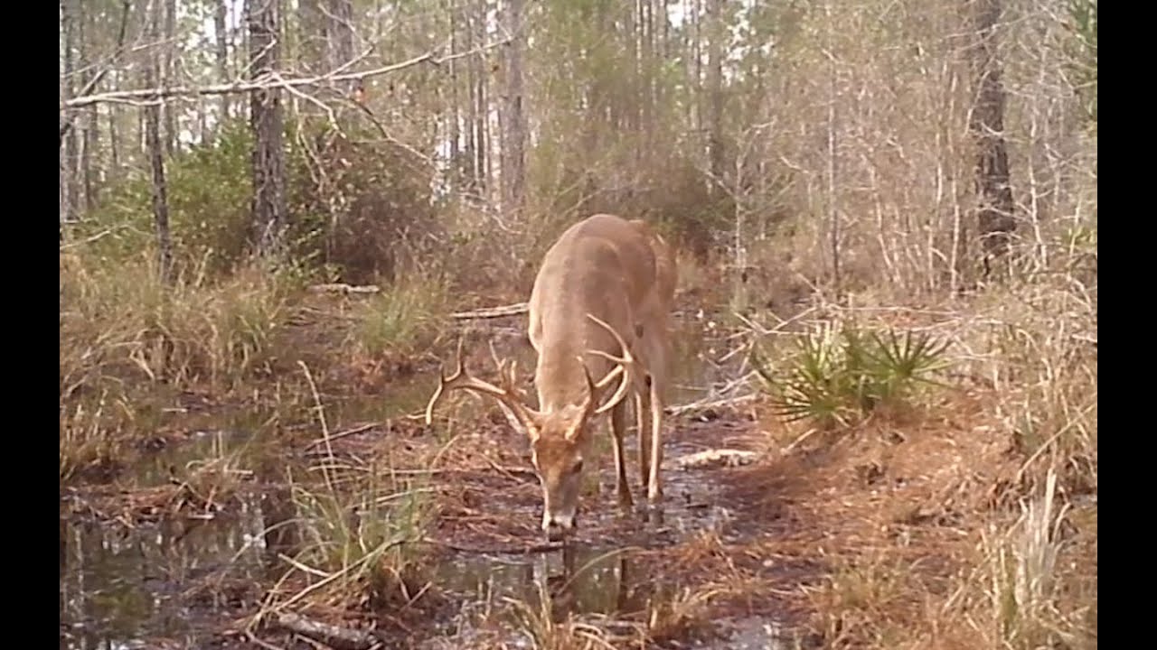 A Year on a Tree - Trail Cam Videos - Bear, Coyote, Deer, Hogs.