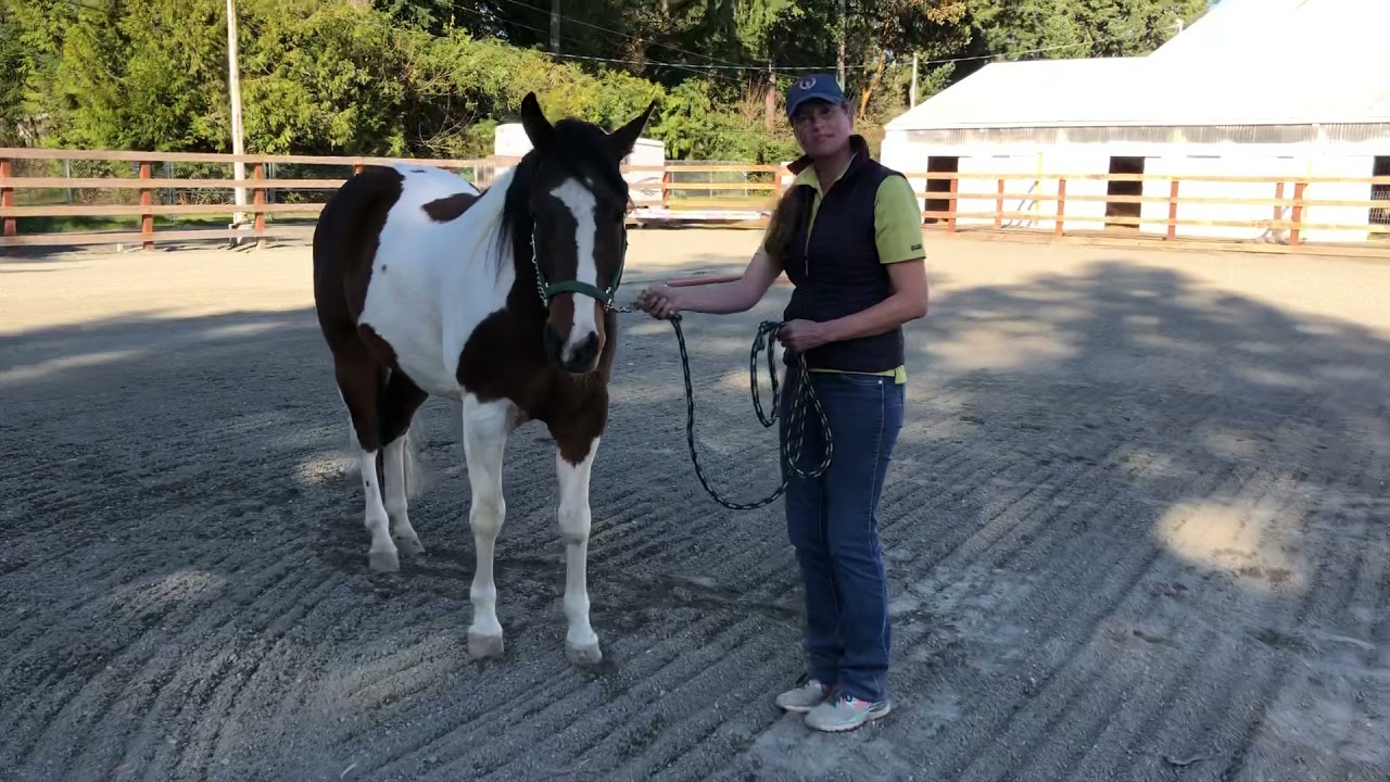 Showmanship tip- pivoting