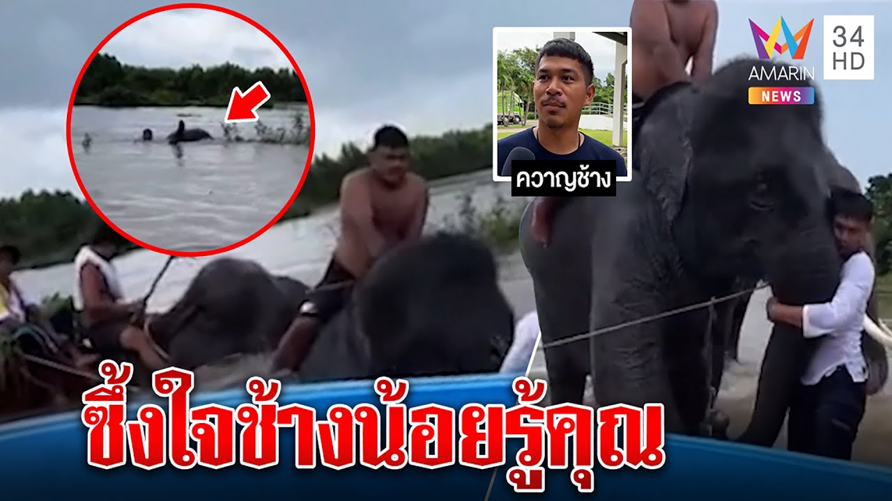 ซึ้งใจ ช้างเด็กจมน้ำรอดตาย วิ่งขอบใจช้างรุ่นพี่ ควาญน้ำตาแตกกอดช่วยจนสำลักน้ำ | ทุบโต๊ะข่าว|09/09/65