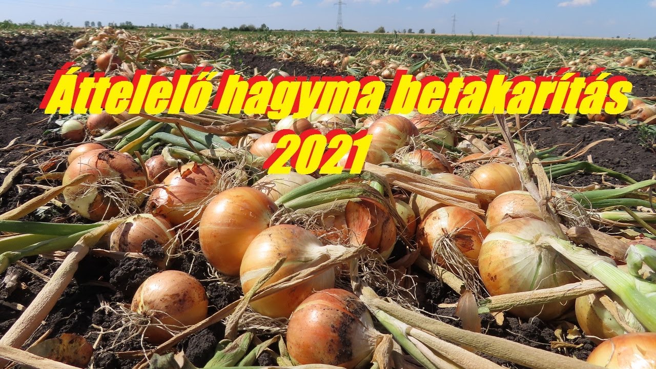 Áttelelő hagyma betakarítás 2021