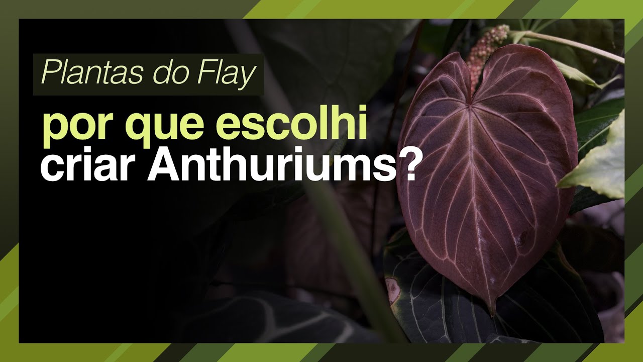 Por que eu escolhi CRIAR ANTHURIUMS - AS PLANTAS DO FLAY