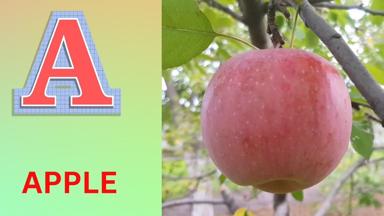 ABC Phonics Song | Alphabet letter sounds | ABC learning for toddlers | Education ABC Nursery Rhymes