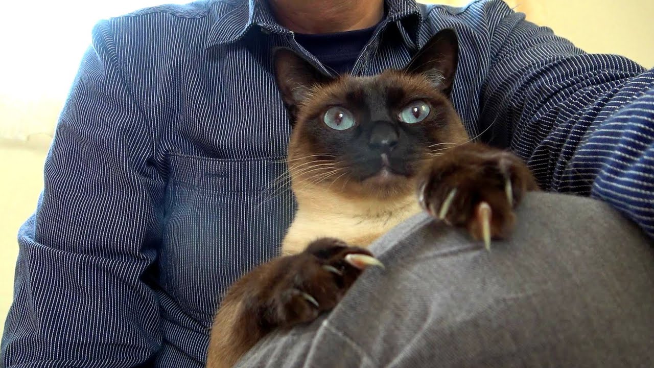 膝の上で長く居座るシャムエ🐈に「降りて？」と言ったら大激怒されて更にしがみつかれた