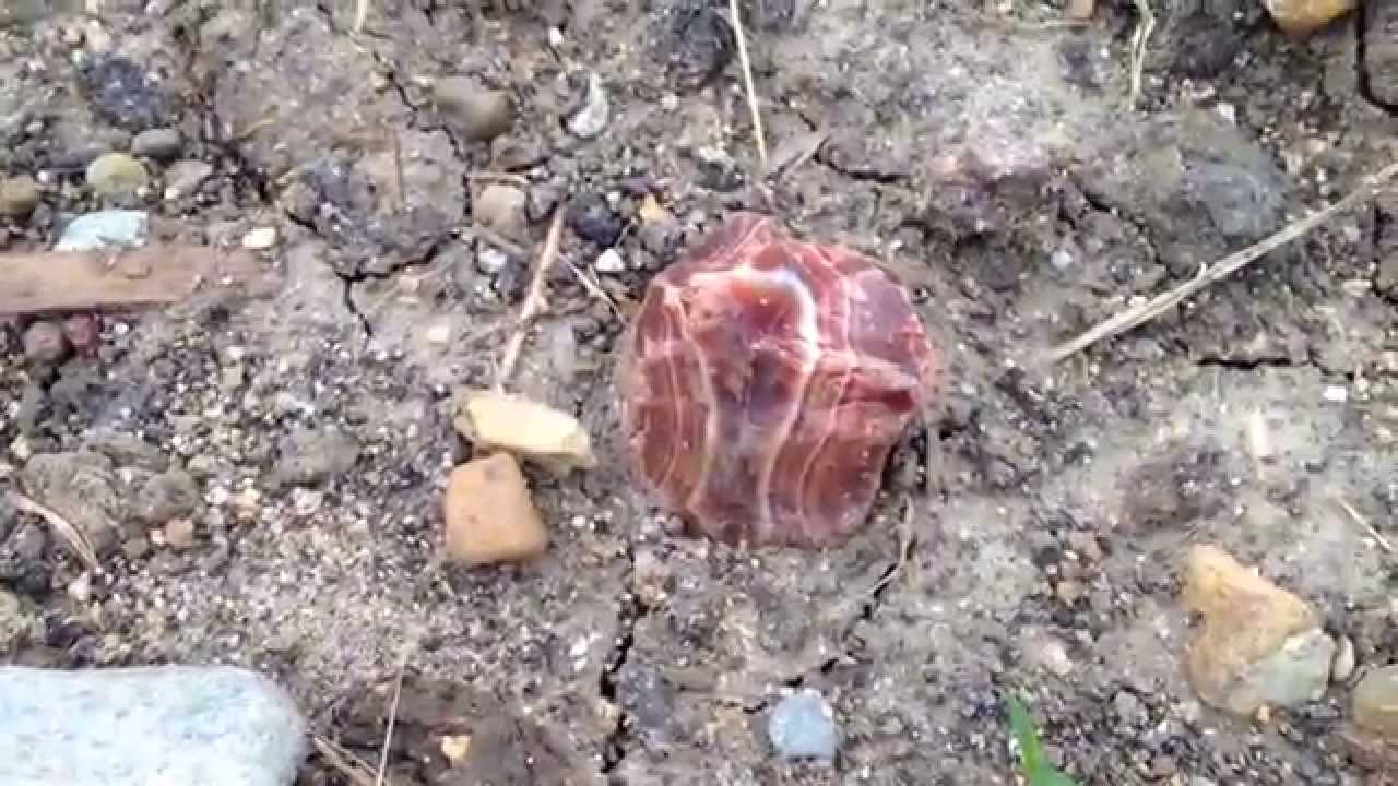 Unexpected Lake Superior Agate Hunting