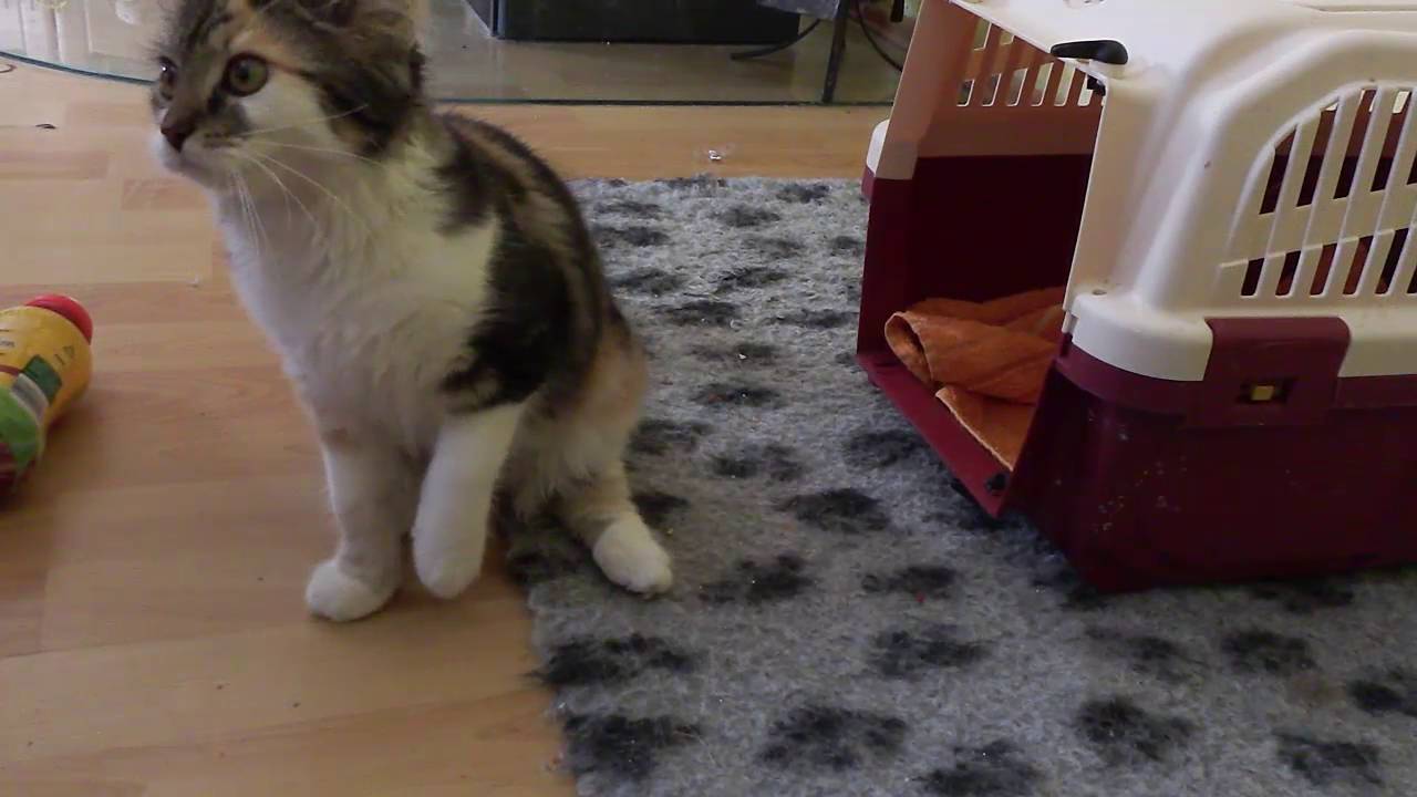 Clickertraining funktioniert auch bei Katzen: Heute gibt es Boxentraining