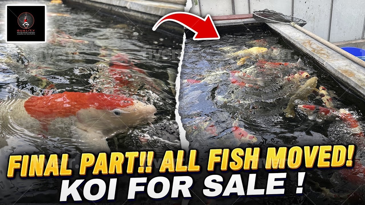FINAL PART! MORE FISH MOVED INTO SHOP!
