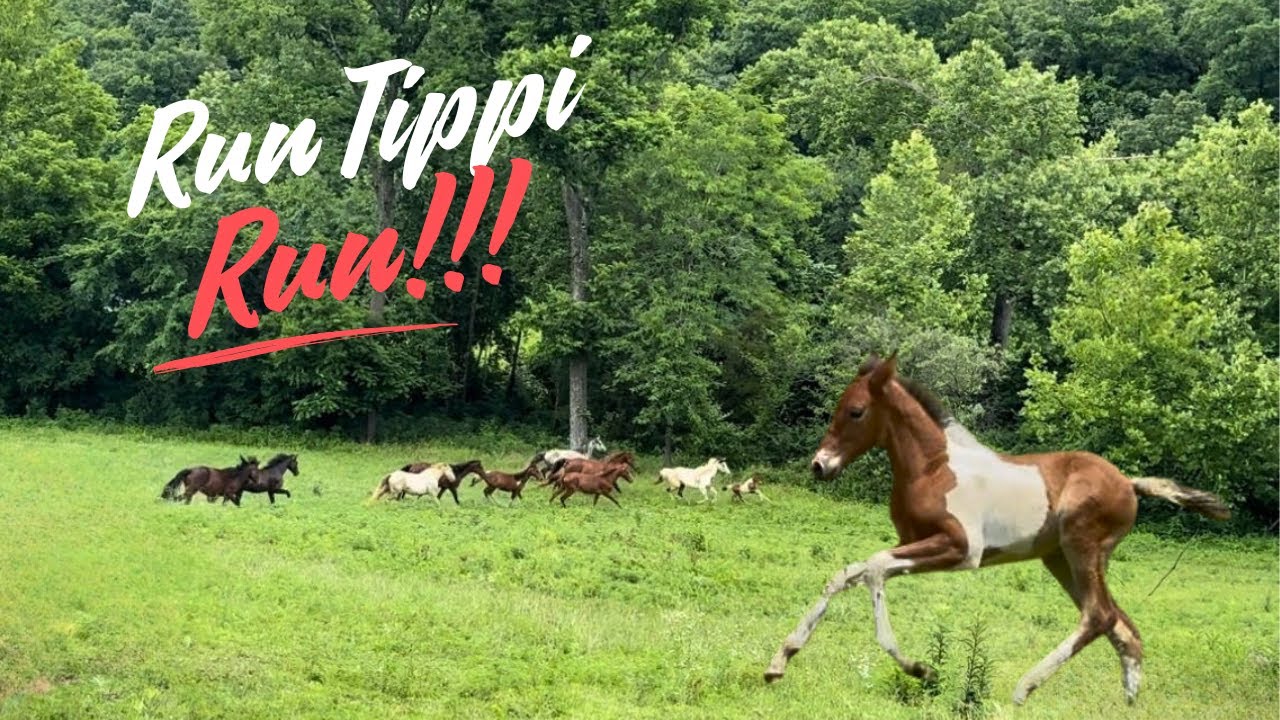 Baby Foal Meets The Herd (FIRST TIME!)