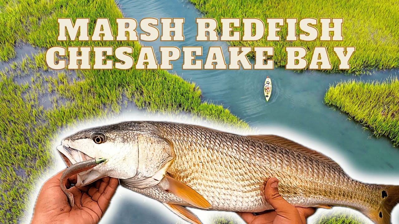 Kayak Fishing Beautiful Chesapeake Bay Salt Marshes.  Redfish on Gulp Paddletails