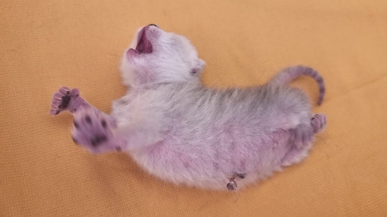 Котенку 5 дней и он спит один пока мама кошка кушает