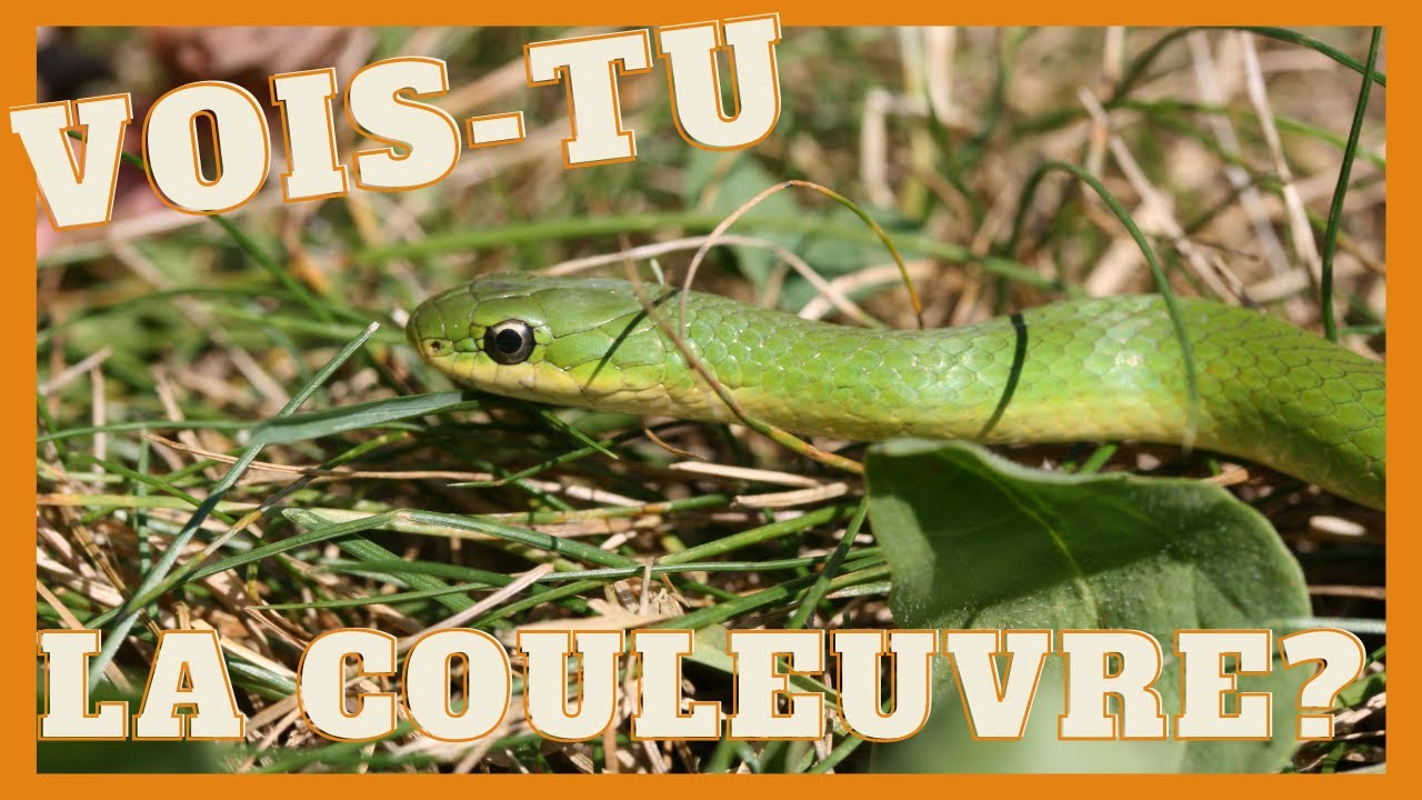 Vidéo sur la couleuvre verte🐍 avec un invité spécial!!🎉