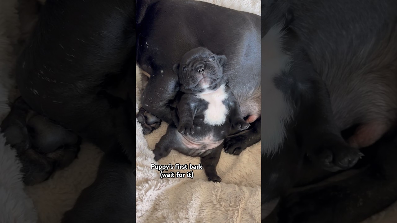 Puppy&rsquo;s first bark took us all by surprise - Frenchie puppies crying #shorts #puppies