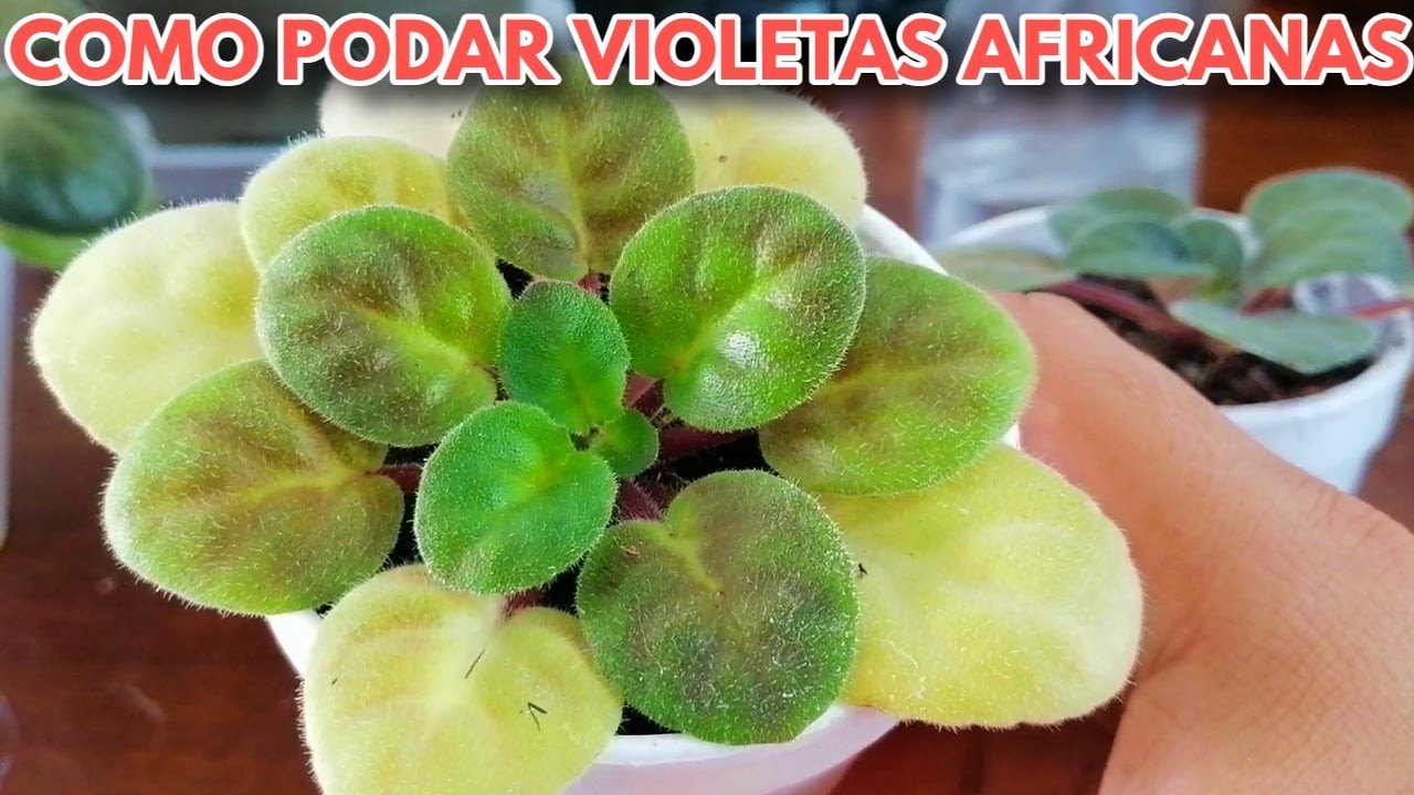 como podar violetas africnas bebes chuyito jardinero
