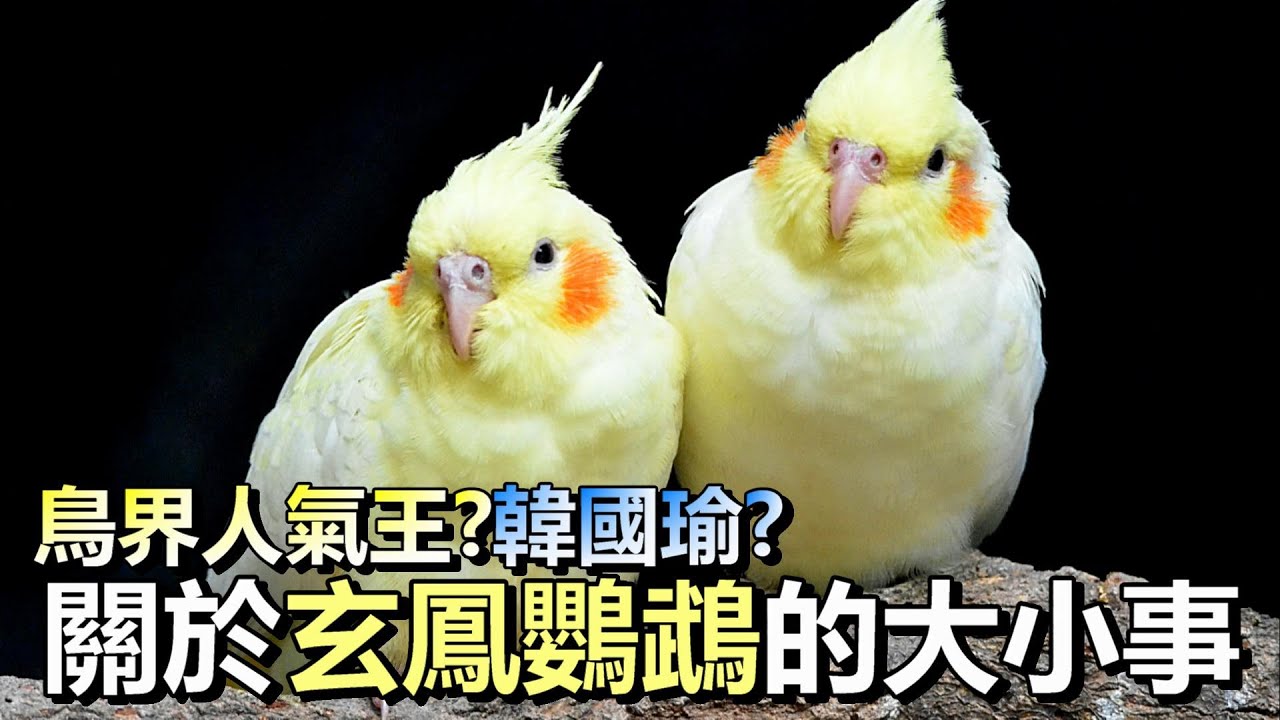 【鸚鵡藏經閣】玄鳳鸚鵡的飼養微指南-鸚鵡界的韓國瑜?! EP.2 | 精鵡瘋雲