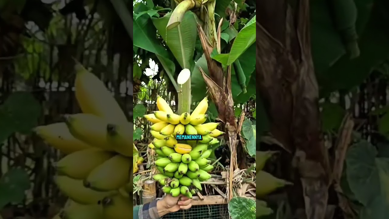 pisang barlin #shorts #budidayatanaman #garden #fruit #banana #harvest #viral #farmer #plants #viral