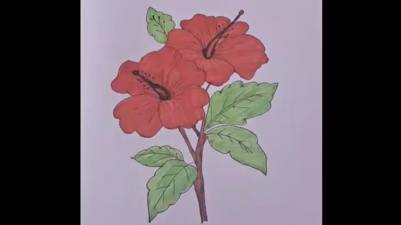 Hibiscus 🌺 drawing 